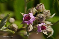 Rubus niveus